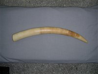 藏品(非洲象象牙)的圖片